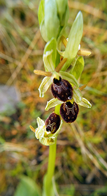 Dactylorhiza romana e Ophrys sphegodes